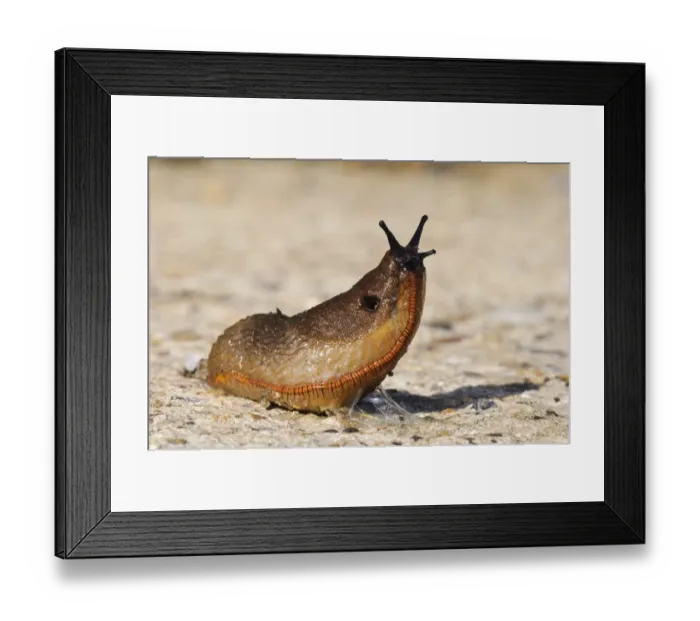 Framed Print : Red Slug (Arion rufus) adult, lifting head whilst crossing concrete roadway, Crossness Nature Reserve, Bexley, Kent Framed Print : Red Slug (Arion rufus) adult, lifting head whilst crossing concrete roadway, Crossness Nature Reserve, Bexley, Kent