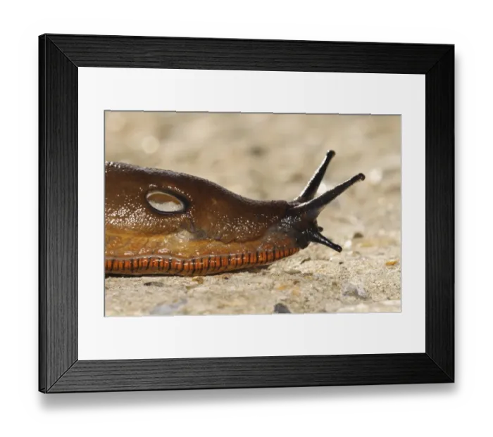 Framed Print : Red Slug (Arion rufus) adult, close-up of head showing pneumostome (breathing hole), crossing concrete roadway