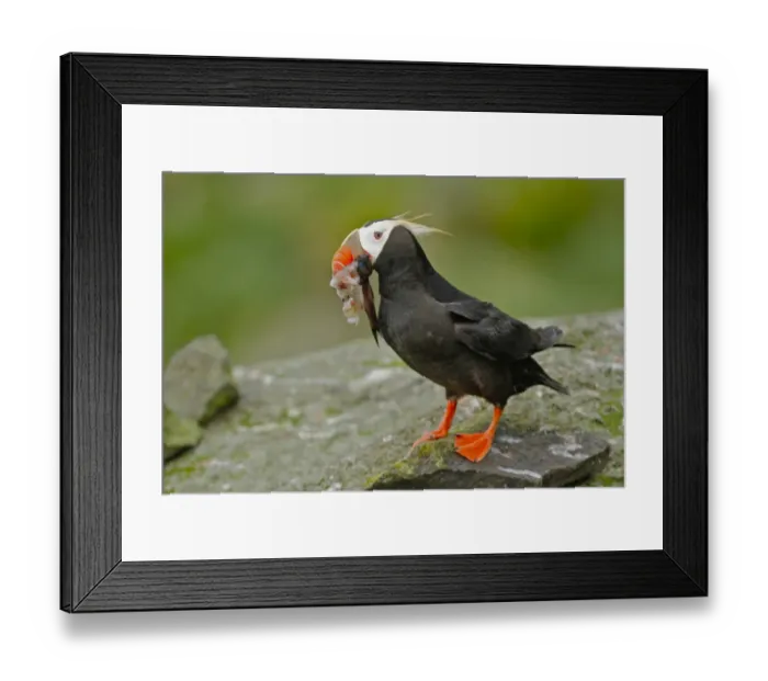 Framed Print : Tufted Puffin (Fratercula cirrhata) adult, breeding plumage, with squid and fish in beak, standing on rock