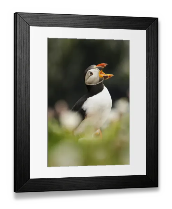 Framed Print : Atlantic Puffin (Fratercula arctica) adult, breeding plumage, calling, partially obscured by Sea Campion Framed Print : Atlantic Puffin (Fratercula arctica) adult, breeding plumage, calling, partially obscured by Sea Campion
