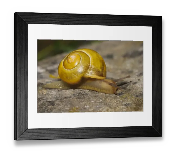 Framed Print : White-lipped Banded Snail (Cepaea hortensis) yellow form, adult, crawling over rock, South Stack Cliffs RSPB Reserve Framed Print : White-lipped Banded Snail (Cepaea hortensis) yellow form, adult, crawling over rock, South Stack Cliffs RSPB Reserve