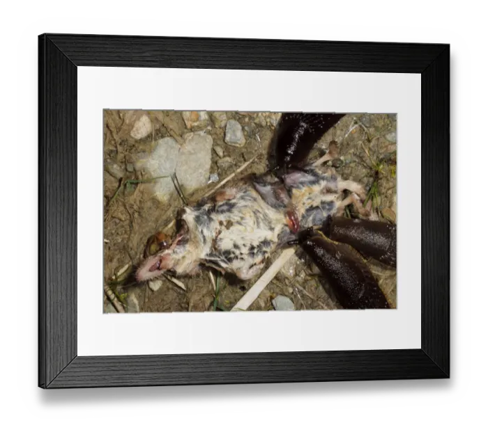 Framed Print : Great Black Slug (Arion ater) three adults, feeding on Common Shrew (Sorex araneus) corpse, Powys, Wales, July Framed Print : Great Black Slug (Arion ater) three adults, feeding on Common Shrew (Sorex araneus) corpse, Powys, Wales, July
