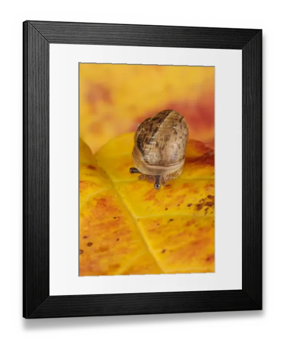 Framed Print : Garden Snail (Helix aspersa) baby, slowly retracting eyestalks and lowering shell, on autumn leaf in garden, Belvedere