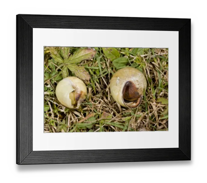 Framed Print : White-lipped Banded Snail (Cepaea hortensis) two dead adults, killed by Common Glow-worm (Lampyris noctiluca) Framed Print : White-lipped Banded Snail (Cepaea hortensis) two dead adults, killed by Common Glow-worm (Lampyris noctiluca)