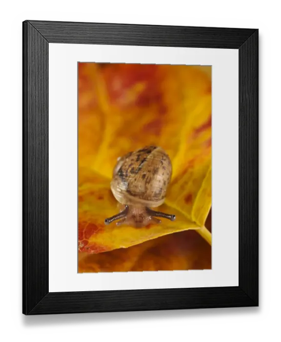 Framed Print : Garden Snail (Helix aspersa) baby, on autumn leaf in garden, Belvedere, Bexley, Kent, England, September Framed Print : Garden Snail (Helix aspersa) baby, on autumn leaf in garden, Belvedere, Bexley, Kent, England, September