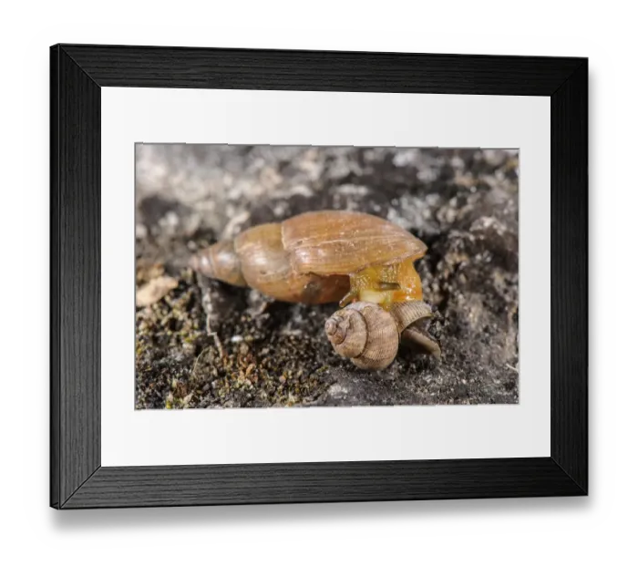 Framed Print : Carnivorous Snail (Poiretia dilatata) adult, feeding on Round-mouthed Snail (Pomatias elegans) prey Framed Print : Carnivorous Snail (Poiretia dilatata) adult, feeding on Round-mouthed Snail (Pomatias elegans) prey