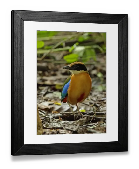 Framed Print : Blue-winged Pitta (Pitta moluccensis) adult, standing on forest floor, near Kaeng Krachan, Thailand, May Framed Print : Blue-winged Pitta (Pitta moluccensis) adult, standing on forest floor, near Kaeng Krachan, Thailand, May