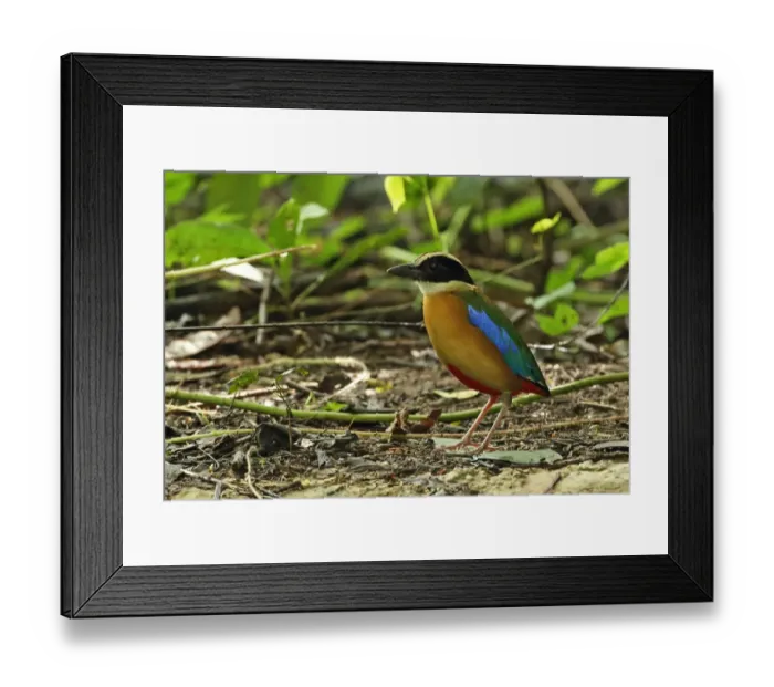 Framed Print : Blue-winged Pitta (Pitta moluccensis) adult, standing on forest floor, near Kaeng Krachan, Thailand, May Framed Print : Blue-winged Pitta (Pitta moluccensis) adult, standing on forest floor, near Kaeng Krachan, Thailand, May