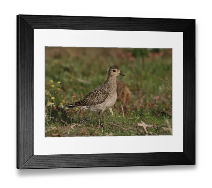 Framed Print : Eurasian Golden Plover (Pluvialis apricaria) immature, first winter plumage, standing in rough coastal grassland