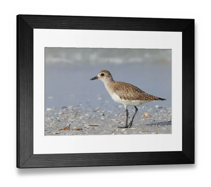 Framed Print : Grey Plover (Pluvialis squatarola) juvenile, standing on beach, Florida, U. S. A. February