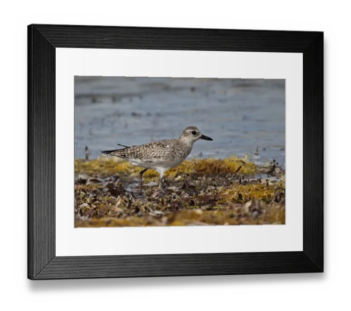 Framed Print : Grey Plover (Pluvialis squatarola) adult, non-breeding plumage, walking on seaweed covered beach, Cayo Coco