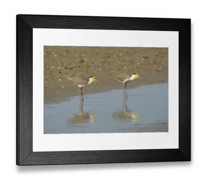 Framed Print : Masked Lapwing (Vanellus miles) two adults, standing in shallow water, Queensland, Australia, November