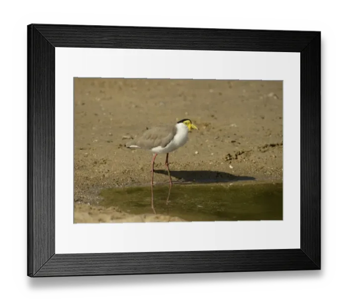 Framed Print : Masked Lapwing (Vanellus miles) adult, standing in shallow water, Queensland, Australia, November Framed Print : Masked Lapwing (Vanellus miles) adult, standing in shallow water, Queensland, Australia, November