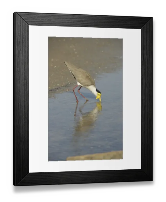 Framed Print : Masked Lapwing (Vanellus miles) adult, drinking, standing in shallow water, Queensland, Australia, November Framed Print : Masked Lapwing (Vanellus miles) adult, drinking, standing in shallow water, Queensland, Australia, November
