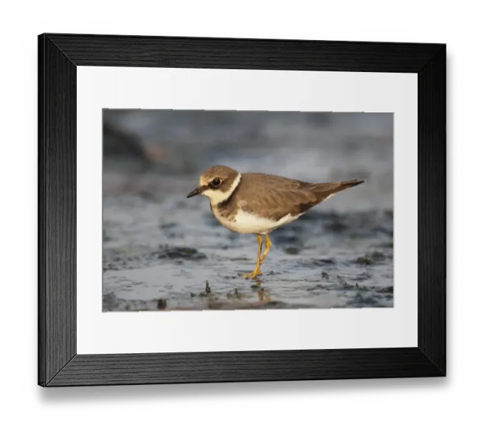 Framed Print : Little Ringed Plover (Charadrius dubius) adult, non-breeding plumage, standing on mud, Hong Kong, China, September Framed Print : Little Ringed Plover (Charadrius dubius) adult, non-breeding plumage, standing on mud, Hong Kong, China, September