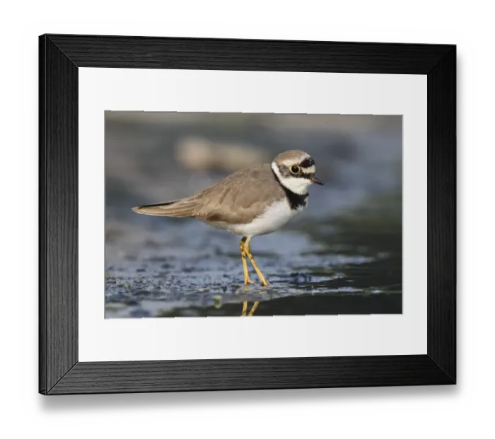 Framed Print : Little Ringed Plover (Charadrius dubius) adult, breeding plumage, standing on mud, Hong Kong, China, October