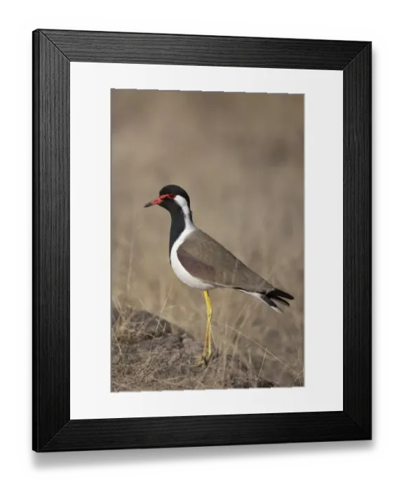 Framed Print : Red-wattled Lapwing (Vanellus indicus) adult, standing on rock, Ranthambore N. P. Rajasthan, India, March