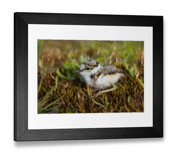 Framed Print : Little Ringed Plover (Charadrius dubius) day-old chick, sitting on moss, Norfolk, England, June Framed Print : Little Ringed Plover (Charadrius dubius) day-old chick, sitting on moss, Norfolk, England, June