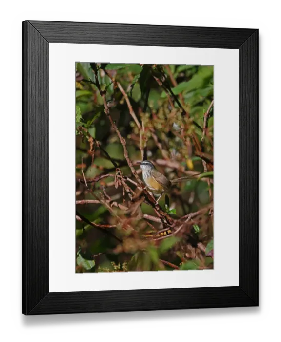 Framed Print : Hill Prinia (Prinia atrogularis erythropleura) adult, with tail cocked, perched on twig, Doi Inthanon N. P Framed Print : Hill Prinia (Prinia atrogularis erythropleura) adult, with tail cocked, perched on twig, Doi Inthanon N. P