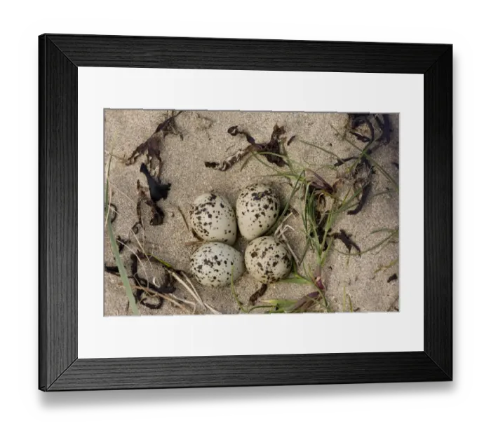 Framed Print : Common Ringed Plover (Charadrius hiaticula) four eggs in nest, on sand in estuary, Lahinch, Liscannor Bay Framed Print : Common Ringed Plover (Charadrius hiaticula) four eggs in nest, on sand in estuary, Lahinch, Liscannor Bay