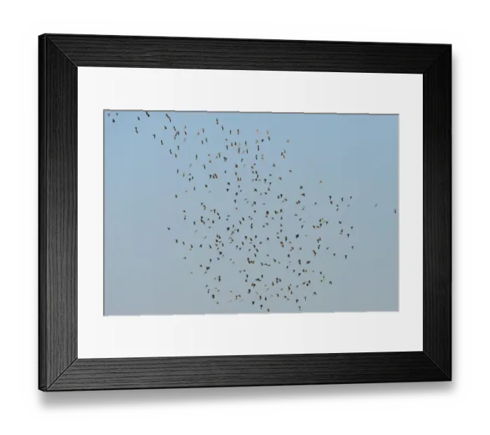 Framed Print : Collared Pratincole (Glareola pratincola) flock, in flight, Chobe River, Chobe N. P. Botswana, July Framed Print : Collared Pratincole (Glareola pratincola) flock, in flight, Chobe River, Chobe N. P. Botswana, July