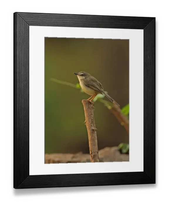 Framed Print : Plain Prinia (Prinia inornata herberti) adult, perched on stick, Ang Trapaeng Thmor, Cambodia, January Framed Print : Plain Prinia (Prinia inornata herberti) adult, perched on stick, Ang Trapaeng Thmor, Cambodia, January