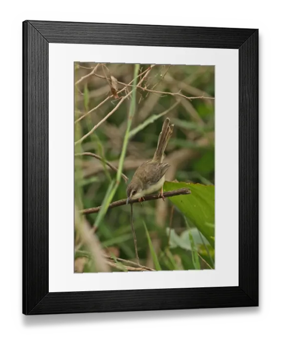 Framed Print : Plain Prinia (Prinia inornata herberti) adult, perched on brushwood, Ang Trapaeng Thmor, Cambodia, January Framed Print : Plain Prinia (Prinia inornata herberti) adult, perched on brushwood, Ang Trapaeng Thmor, Cambodia, January