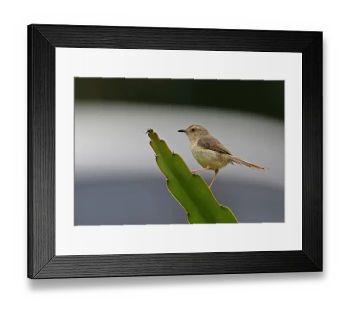 Framed Print : Plain Prinia (Prinia inornata flavirostris) adult, perched on succulent leaf with ant, Taiwan, April Framed Print : Plain Prinia (Prinia inornata flavirostris) adult, perched on succulent leaf with ant, Taiwan, April