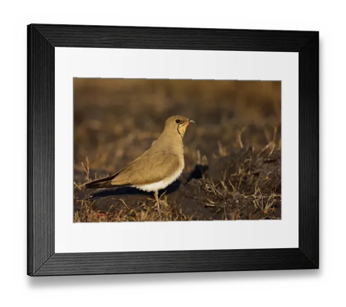 Framed Print : Collared Pratincole (Glareola pratincola) adult, standing on mud, Chobe River, Chobe N. P. Botswana, July Framed Print : Collared Pratincole (Glareola pratincola) adult, standing on mud, Chobe River, Chobe N. P. Botswana, July