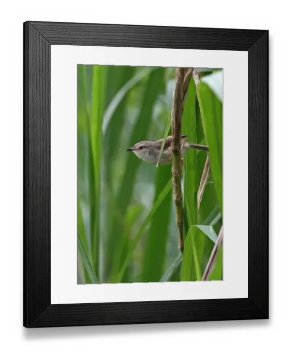 Framed Print : Plain Prinia (Prinia inornata flavirostris) adult, perched on stem, Taiwan, April Framed Print : Plain Prinia (Prinia inornata flavirostris) adult, perched on stem, Taiwan, April