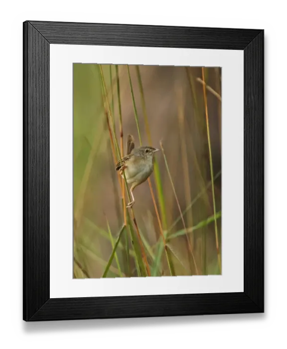 Framed Print : Brown Prinia (Prinia polychroa cooki) adult, perched on grass stem, Prey Veng, Cambodia, January