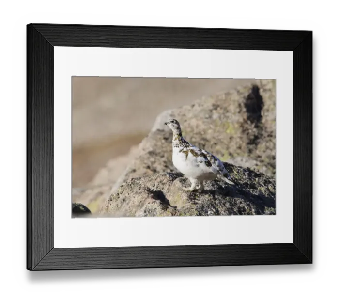 Framed Print : Rock Ptarmigan (Lagopus mutus) adult female, spring transitional plumage, standing on bare rocks near summit of Framed Print : Rock Ptarmigan (Lagopus mutus) adult female, spring transitional plumage, standing on bare rocks near summit of
