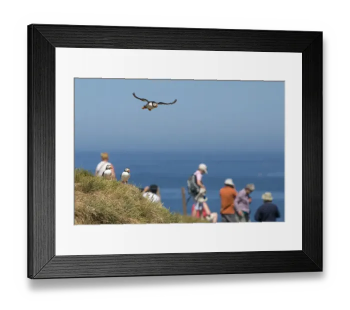 Framed Print : Atlantic Puffin (Fratercula arctica) adult, breeding plumage, in flight, returning to nest burrow Framed Print : Atlantic Puffin (Fratercula arctica) adult, breeding plumage, in flight, returning to nest burrow
