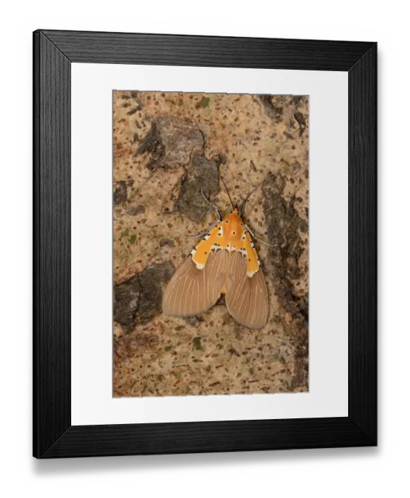 Framed Print : Specious Tiger Moth (Asota speciosa) adult, resting on tree trunk, Kafue N. P. Zambia, September Framed Print : Specious Tiger Moth (Asota speciosa) adult, resting on tree trunk, Kafue N. P. Zambia, September