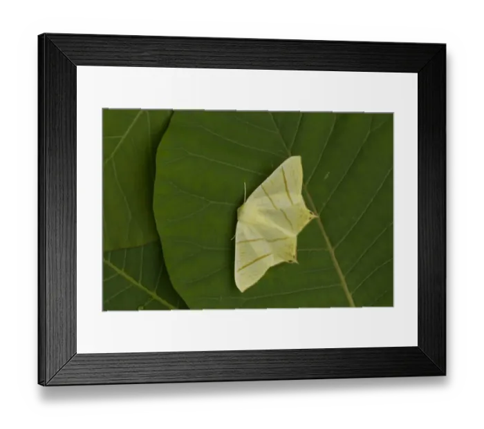 Framed Print : Swallow-tailed Moth (Ourapteryx sambucaria) adult, resting on leaf, Sheffield, South Yorkshire, England, July
