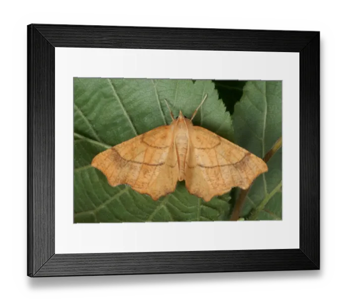 Framed Print : August Thorn (Ennomos quercinaria) adult, resting on leaf in ancient woodland, Gelli Hir Wood Nature Reserve Framed Print : August Thorn (Ennomos quercinaria) adult, resting on leaf in ancient woodland, Gelli Hir Wood Nature Reserve