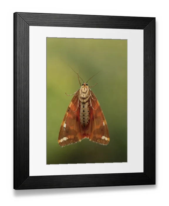 Framed Print : Jersey Tiger Moth (Euplagia quadripunctaria) adult, underside, Blackheath, London, England, August Framed Print : Jersey Tiger Moth (Euplagia quadripunctaria) adult, underside, Blackheath, London, England, August