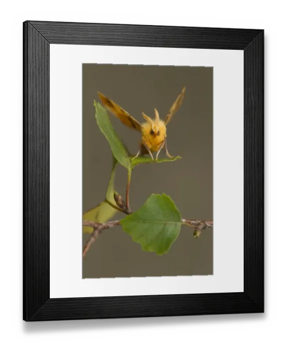 Framed Print : August Thorn (Ennomos quercinaria) adult, resting on birch leaf, Lincolnshire, England, September Framed Print : August Thorn (Ennomos quercinaria) adult, resting on birch leaf, Lincolnshire, England, September