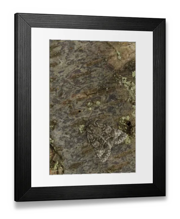 Framed Print : Sycamore Moth (Acronicta aceris) dark grey form, adult, camouflaged on bark, Sheffield, South Yorkshire, England Framed Print : Sycamore Moth (Acronicta aceris) dark grey form, adult, camouflaged on bark, Sheffield, South Yorkshire, England