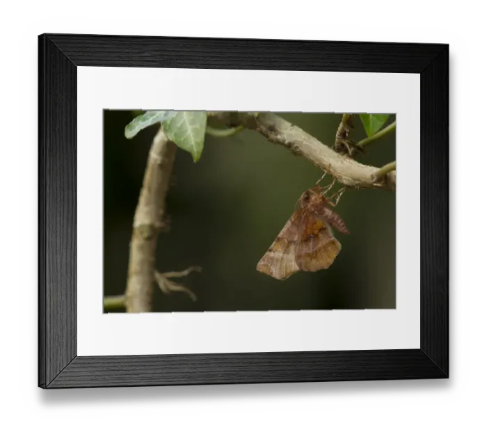 Framed Print : Early Thorn Moth (Selenia dentaria) adult, roosting in ivy, Sheffield, South Yorkshire, England, July Framed Print : Early Thorn Moth (Selenia dentaria) adult, roosting in ivy, Sheffield, South Yorkshire, England, July
