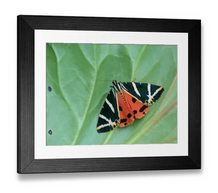 Framed Print : Jersey Tiger Moth (Euplagia quadripunctaria) adult, showing red hindwing warning colouration, resting on leaf Framed Print : Jersey Tiger Moth (Euplagia quadripunctaria) adult, showing red hindwing warning colouration, resting on leaf
