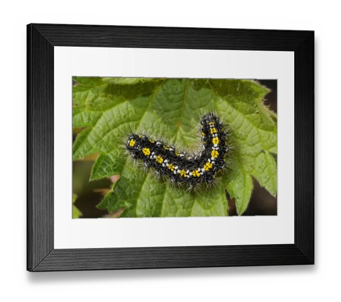 Framed Print : Scarlet Tiger Moth (Callimorpha dominula) final instar larva, resting on leaf, Oxfordshire, England, April Framed Print : Scarlet Tiger Moth (Callimorpha dominula) final instar larva, resting on leaf, Oxfordshire, England, April
