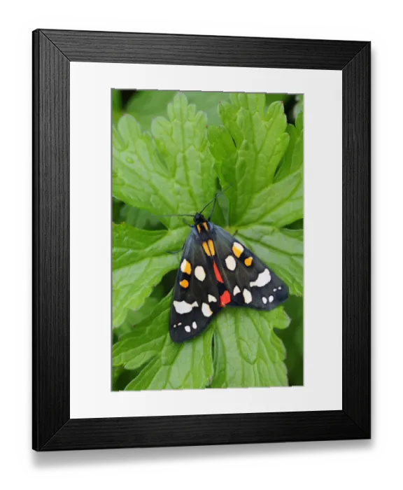 Framed Print : Scarlet Tiger Moth (Callimorpha dominula) adul, resting on leaf, Oxfordshire, England, May Framed Print : Scarlet Tiger Moth (Callimorpha dominula) adul, resting on leaf, Oxfordshire, England, May