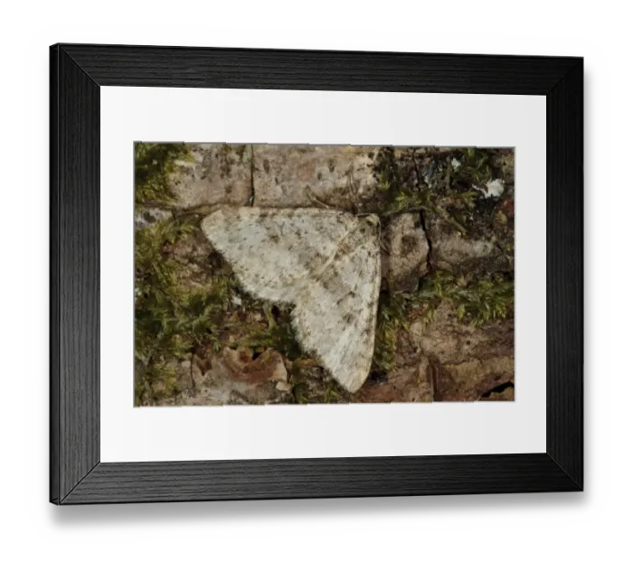 Framed Print : Early Tooth-striped Moth (Trichopteryx carpinata) adult, resting on oak bark, Powys, Wales, April Framed Print : Early Tooth-striped Moth (Trichopteryx carpinata) adult, resting on oak bark, Powys, Wales, April