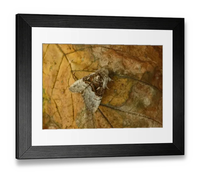 Framed Print : Nut-tree Tussock (Colocasia coryli) adult, resting on leaf, Norfolk, England, August Framed Print : Nut-tree Tussock (Colocasia coryli) adult, resting on leaf, Norfolk, England, August