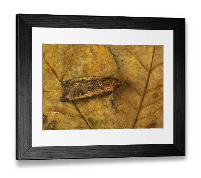 Framed Print : Pearly Underwing (Peridroma saucia) adult, resting on leaf, Norfolk, England, October Framed Print : Pearly Underwing (Peridroma saucia) adult, resting on leaf, Norfolk, England, October