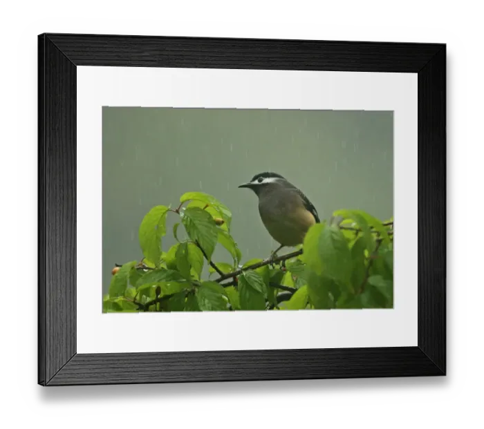 Framed Print : White-eared Sibia (Heterophasia auricularis) adult, perched in fruiting tree during rainfall Framed Print : White-eared Sibia (Heterophasia auricularis) adult, perched in fruiting tree during rainfall