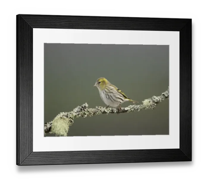 Framed Print : Eurasian Siskin (Carduelis spinus) adult female, perched on lichen covered twig, Scotland, February