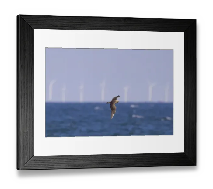 Framed Print : Arctic Skua (Stercorarius parasiticus) juvenile, in flight, on migration over sea, with offshore windfarm in distance Framed Print : Arctic Skua (Stercorarius parasiticus) juvenile, in flight, on migration over sea, with offshore windfarm in distance