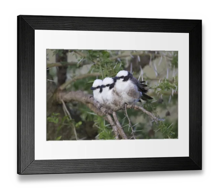 Framed Print : Northern White-crowned Shrike (Eurocephalus rueppelli) three adults, perched together on branch, Serengeti N. P Framed Print : Northern White-crowned Shrike (Eurocephalus rueppelli) three adults, perched together on branch, Serengeti N. P